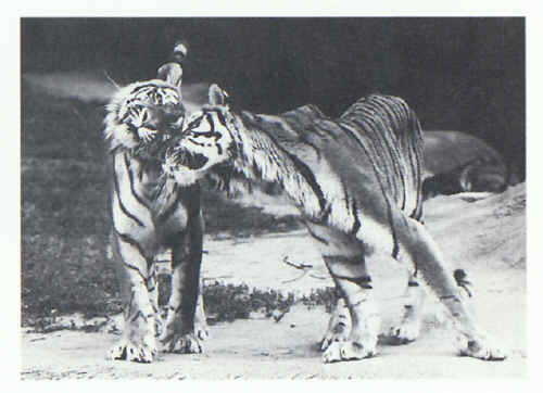 Tigers